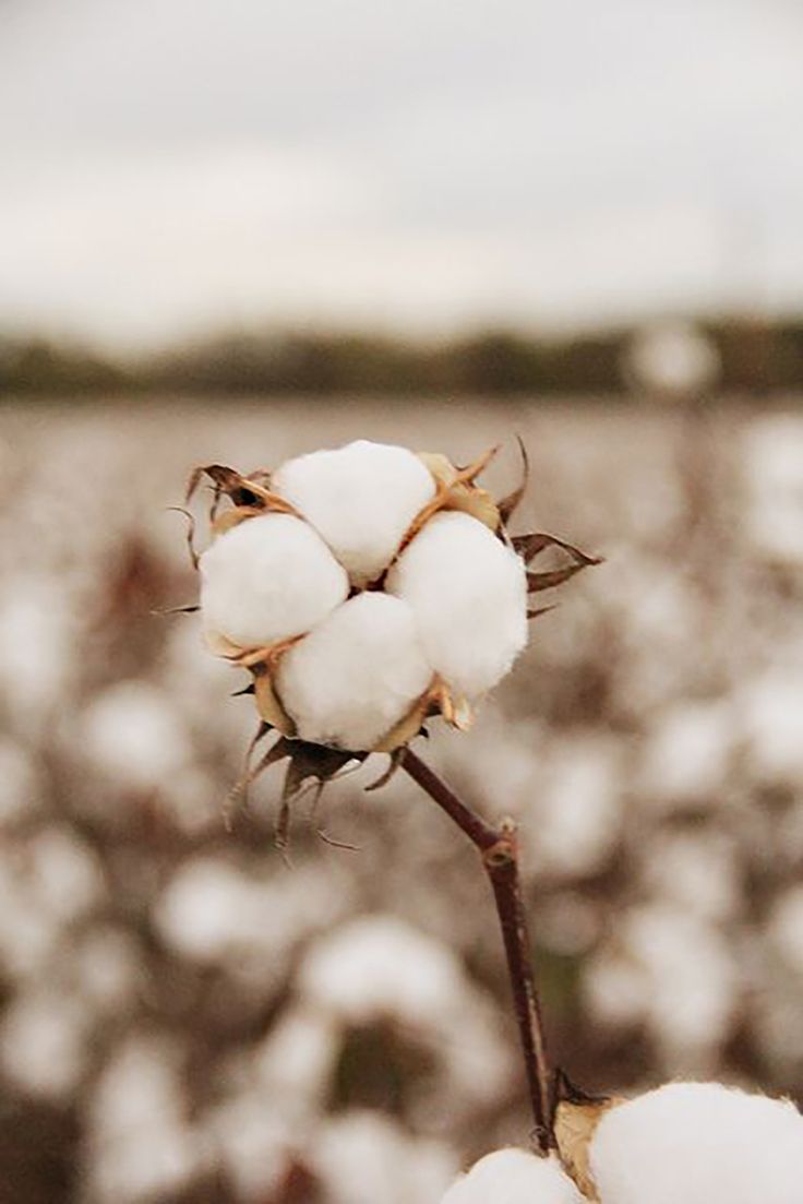 La Historia del Algodón: La Planta que Revolucionó la Moda - fibrabuena